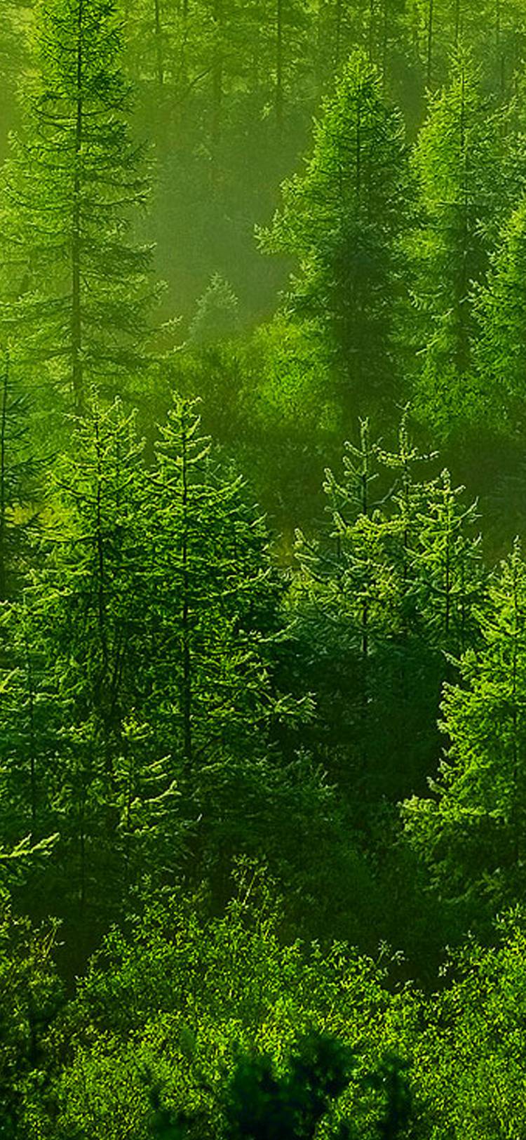 亚洲精品又粗又大又爽A片